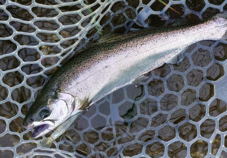 10/16　雨の中でサクラマス連発！ ～フィッシングパーク高島の泉～